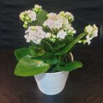 KALANCHOE IN WHITE CERAMIC POT (25 -35 CM TOTAL HEIGHT)