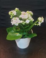 KALANCHOE IN WHITE CERAMIC POT (25 -35 CM TOTAL HEIGHT)
