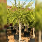 CALLISTEMON VIMINALIS - bottlebrush