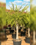 CALLISTEMON VIMINALIS - bottlebrush