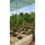 COCOS NUCIFERA - OVERALL HEIGHT 1.5-2.0M - Image 3