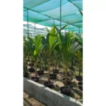 COCOS NUCIFERA - OVERALL HEIGHT 1.5-2.0M