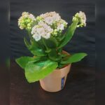 KALANCHOE IN PLASTIC POT (28 CM TOTAL HEIGHT)