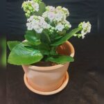 KALANCHOE IN TERRACOTTA POT (TOTAL HEIGHT  30 cm).