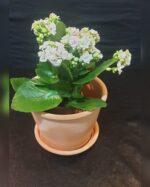 KALANCHOE IN TERRACOTTA POT (TOTAL HEIGHT  30 cm).