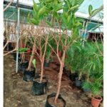 WATER APPLE (CHAMBA)