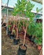 WATER APPLE (CHAMBA)