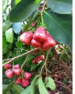 WATER APPLE (CHAMBA) - Image 2