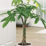 PACHIRA MONEY TREE POTTED 100 CM TOTAL HEIGHT