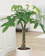 PACHIRA MONEY TREE POTTED 100 CM TOTAL HEIGHT