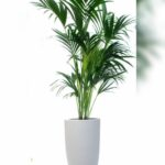 kentia Palm Potted- Height 150 cm