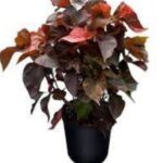 ACALYPHA BUSHY  - 60 CM  Total Height