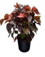 ACALYPHA BUSHY  - 60 CM  Total Height