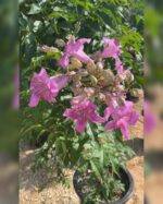 TECOMA RICOSOLIANA - Image 4