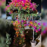 Bougainvillea Umbrella Shaped Online Qatar
