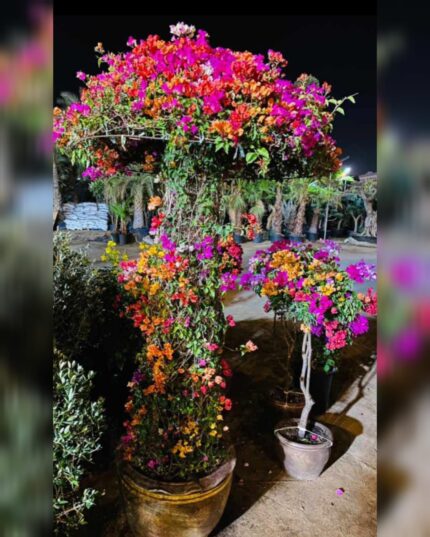 Bougainvillea Umbrella Shaped Online Qatar