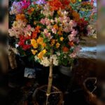 Buy Bougainvillea Mixed Colors Online Qatar