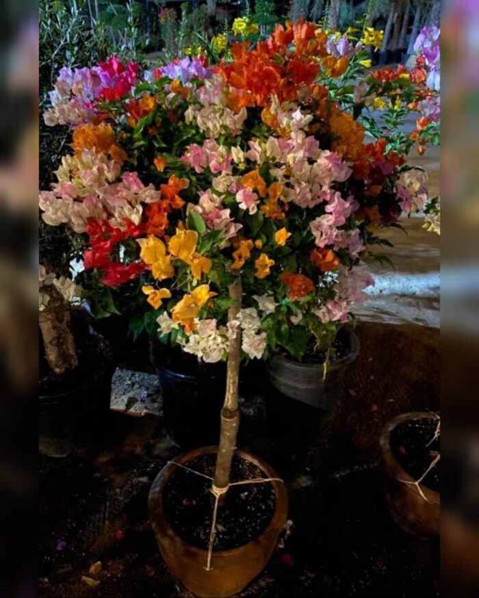 Buy Bougainvillea Mixed Colors Online Qatar