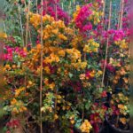 Bougainvillea Mixed Colors