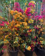 Bougainvillea Mixed Colors
