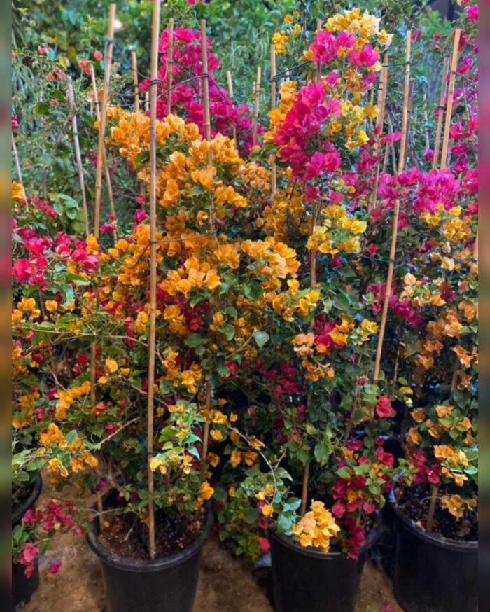 Bougainvillea Mixed Colors