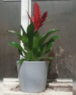 GUZMANIA POTTED - Image 3