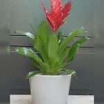 GUZMANIA POTTED
