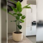 STRELITZIA IN FIBER CLAY POT-120 CM TOTAL HEIGHT.