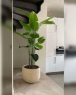 STRELITZIA IN FIBER CLAY POT-120 CM TOTAL HEIGHT.