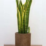 SANSEVIERIA IN STONE POT 45 CM TOTAL HEIGHT.