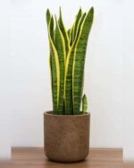 SANSEVIERIA IN STONE POT 45 CM TOTAL HEIGHT.