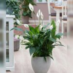 SPATHIPHYLLUM GROUP IN FIBER CLAY POT(TOTAL HEIGHT 60 CM)