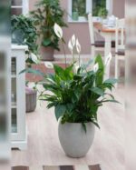 SPATHIPHYLLUM GROUP IN FIBER CLAY POT(TOTAL HEIGHT 60 CM)
