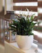 SPATHIPHYLLUM GROUP IN FIBER CLAY POT(TOTAL HEIGHT 60 CM)
