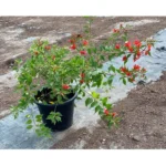 BOUGAINVILLEA TOMATO RED - Image 4
