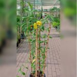 ALLAMANDA CATHARITICA