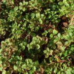 ALTERNANTHERA AMOENA