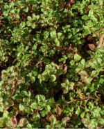 ALTERNANTHERA AMOENA