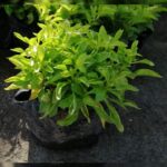 ALTERNANTHERA GREEN