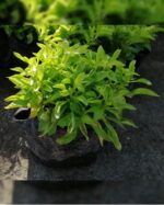 ALTERNANTHERA GREEN