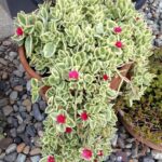 APTENIA CORDIFOLIA (15 - 20CM SPREAD IN 10CM POT)