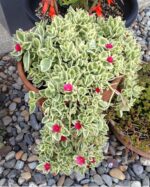 APTENIA CORDIFOLIA (15 - 20CM SPREAD IN 10CM POT)