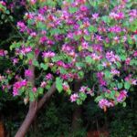 BAUHINIA PURPUREA 1.5 Mtr Height