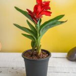 CANNA INDICA GREEN LEAF