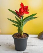 CANNA INDICA GREEN LEAF