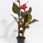 CANNA INDICA RED  LEAF