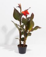 CANNA INDICA RED  LEAF