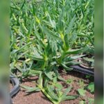 CARBOROTUS GROUND COVER