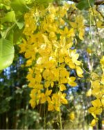 CASSIA FISTULA