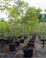 CASSIA FISTULA - Image 2